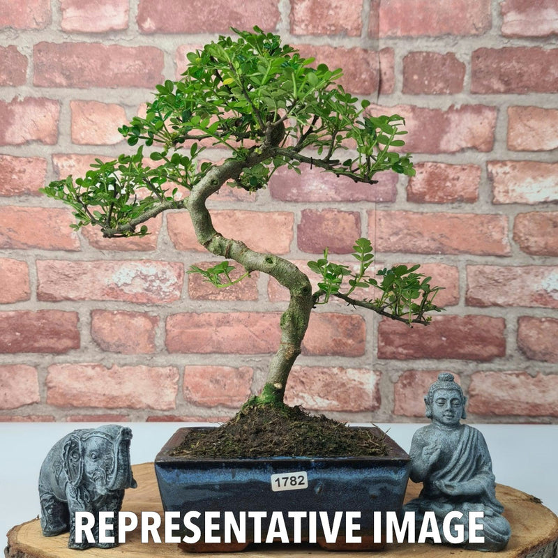 Chinese Pepper (Zanthoxylum Pipertum) Bonsai Tree | Shaped | In 15cm Pot - Yorkshire Bonsai