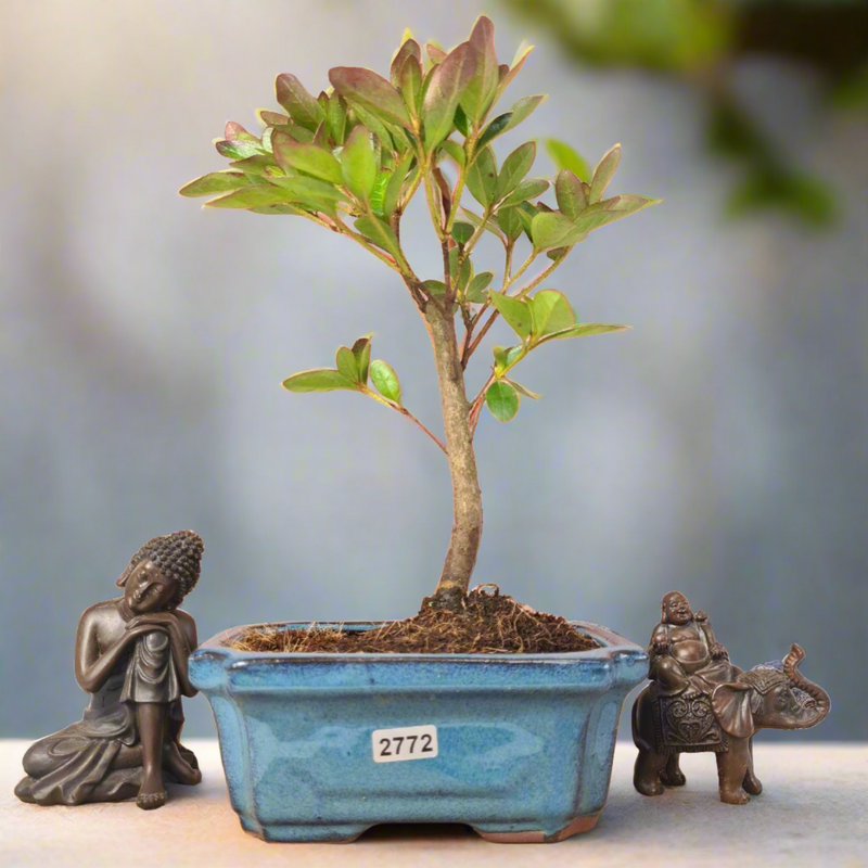 Azalea (Rhododendron) Bonsai Tree | Broom | In 15cm Pot