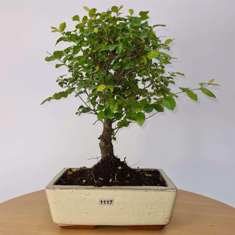 Bird Plum (Sageretia) Bonsai Tree | Broom Style | Height 35cm | In 20cm Pot - Yorkshire Bonsai