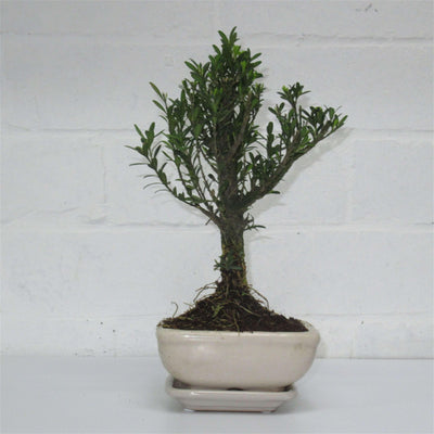 Boxwood (Buxus Harlandii) Bonsai Tree | Height 25cm | In 12cm Pot | With Drip Tray - Yorkshire Bonsai