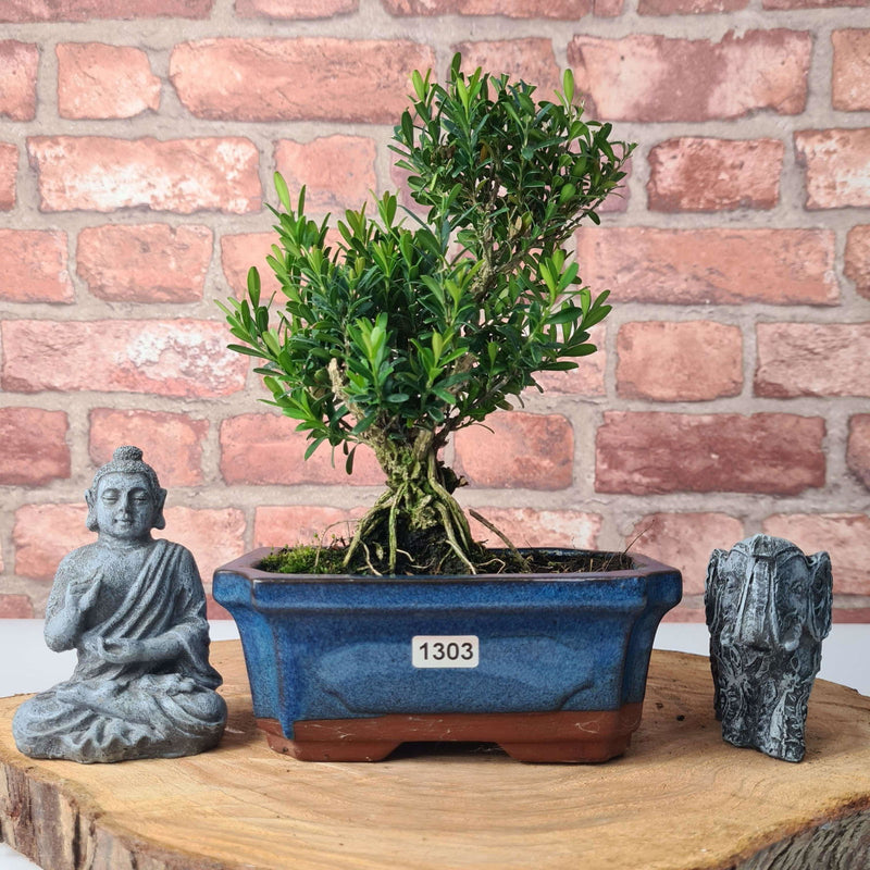 Boxwood (Buxus Harlandii) Bonsai Tree | Shaped | In 20cm Pot - Yorkshire Bonsai