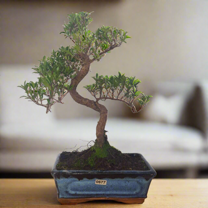 Brush Cherry (Syzygium) Bonsai Tree | Shaped | In 20cm Pot