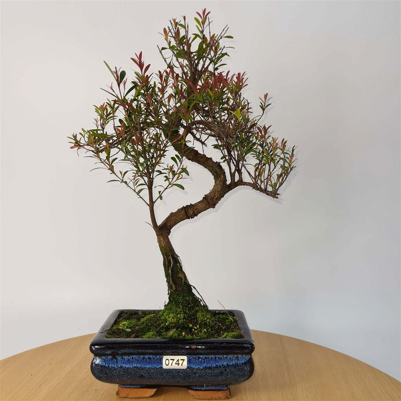 Brush Cherry (Syzygium) Bonsai Tree | Shaped | In 15cm Pot - Yorkshire Bonsai
