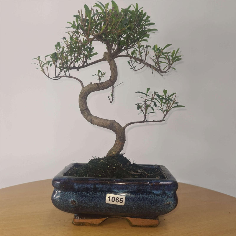 Brush Cherry (Syzygium) Bonsai Tree | Shaped | In 15cm Pot - Yorkshire Bonsai
