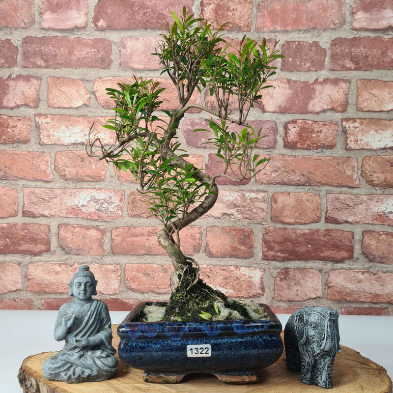 Brush Cherry (Syzygium) Bonsai Tree | Shaped | In 15cm Pot - Yorkshire Bonsai