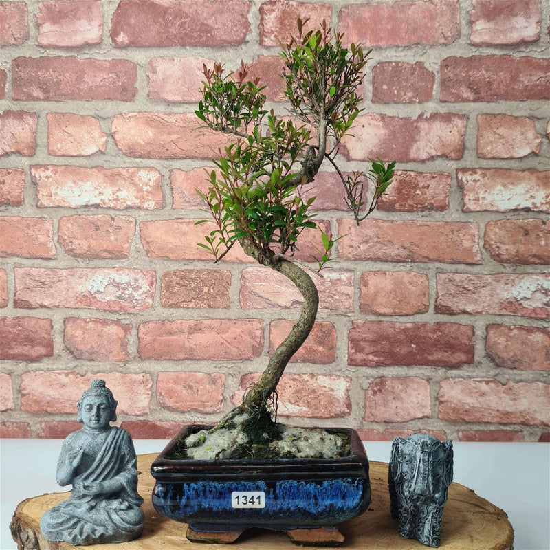 Brush Cherry (Syzygium) Bonsai Tree | Shaped | In 15cm Pot - Yorkshire Bonsai