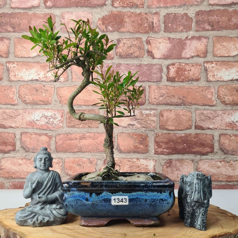Brush Cherry (Syzygium) Bonsai Tree | Shaped | In 15cm Pot - Yorkshire Bonsai