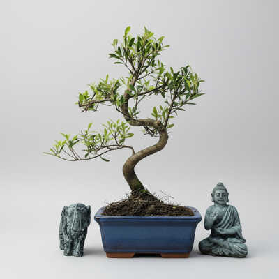 Indoor and Outdoor Bonsai Trees Collection