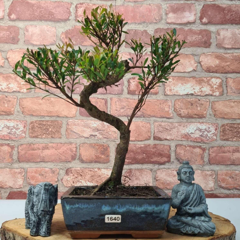 Brush Cherry (Syzygium) Bonsai Tree | Shaped | In 15cm Pot - Yorkshire Bonsai