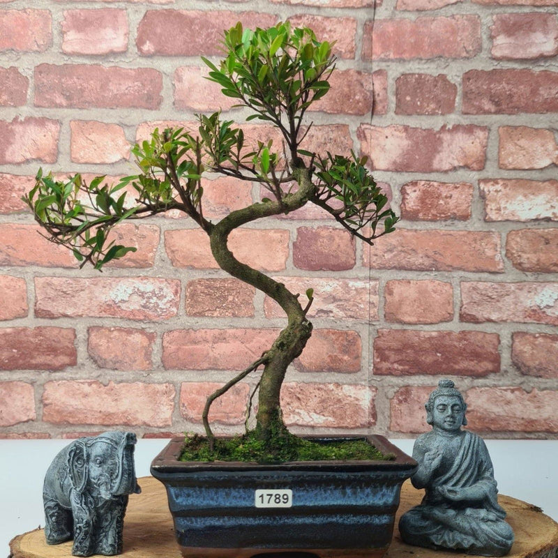 Brush Cherry (Syzygium) Bonsai Tree | Shaped | In 15cm Pot - Yorkshire Bonsai