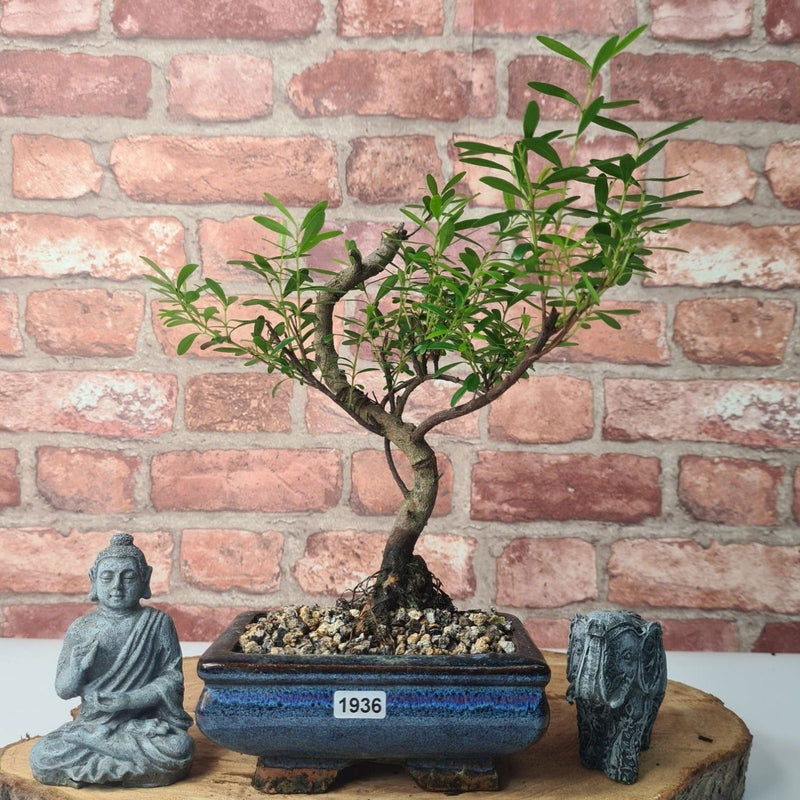 Brush Cherry (Syzygium) Bonsai Tree | Shaped | In 15cm Pot - Yorkshire Bonsai