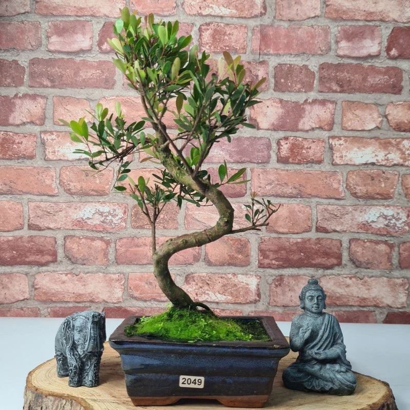 Brush Cherry (Syzygium) Bonsai Tree | Shaped | In 15cm Pot - Yorkshire Bonsai
