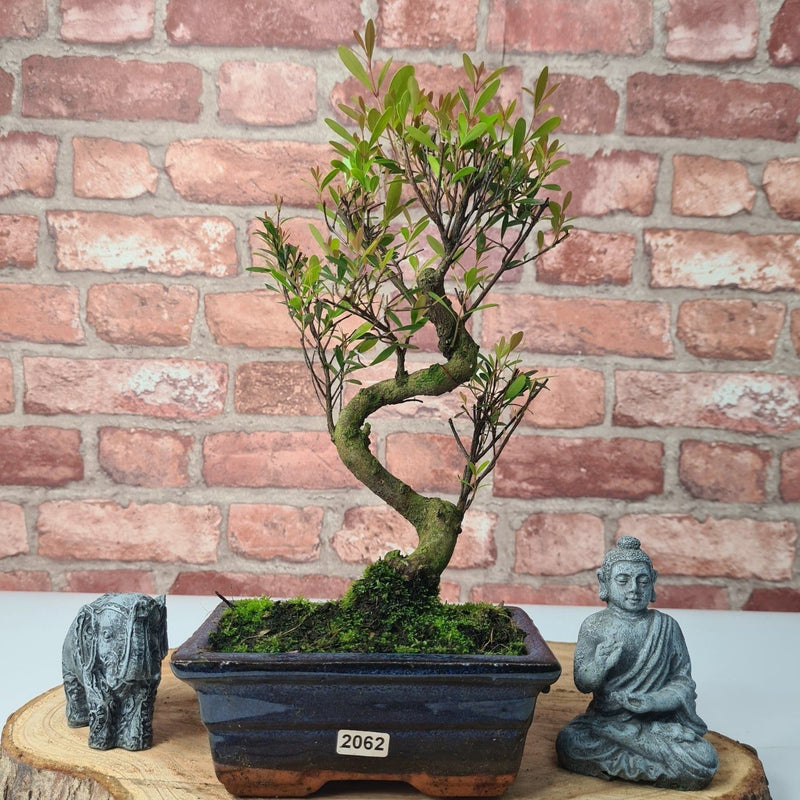Brush Cherry (Syzygium) Bonsai Tree | Shaped | In 15cm Pot - Yorkshire Bonsai