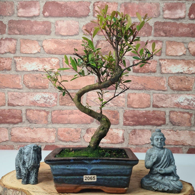 Brush Cherry (Syzygium) Bonsai Tree | Shaped | In 15cm Pot - Yorkshire Bonsai