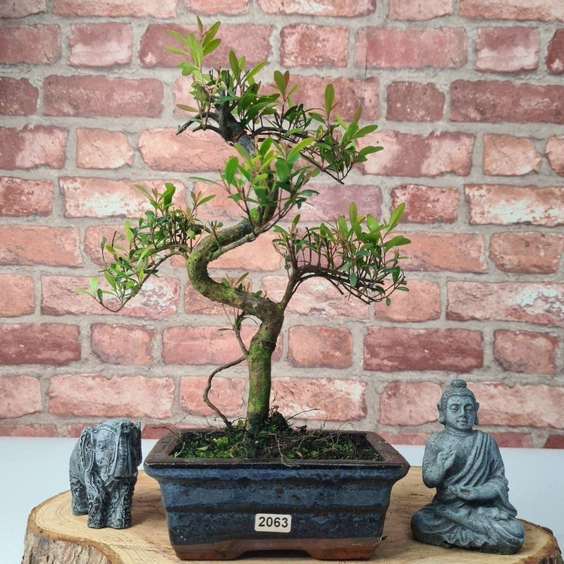Brush Cherry (Syzygium) Bonsai Tree | Shaped | In 15cm Pot - Yorkshire Bonsai