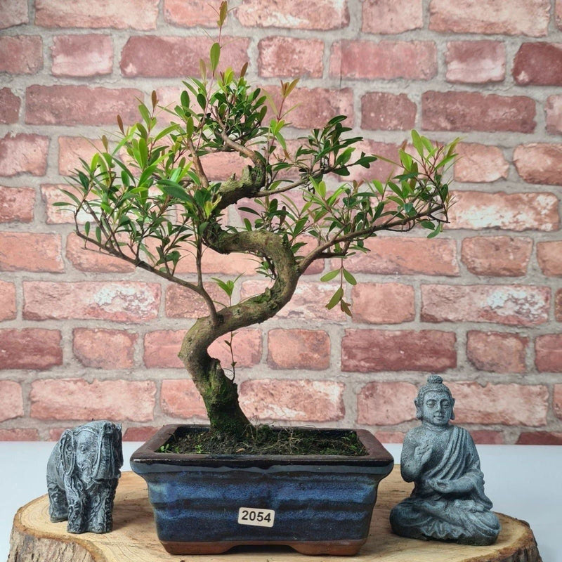 Brush Cherry (Syzygium) Bonsai Tree | Shaped | In 15cm Pot - Yorkshire Bonsai