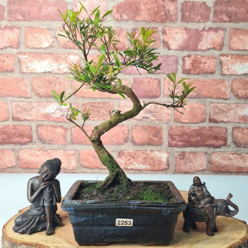 Brush Cherry (Syzygium) Bonsai Tree | Shaped | In 15cm Pot - Yorkshire Bonsai