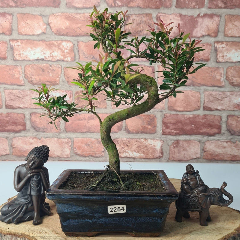 Brush Cherry (Syzygium) Bonsai Tree | Shaped | In 15cm Pot - Yorkshire Bonsai