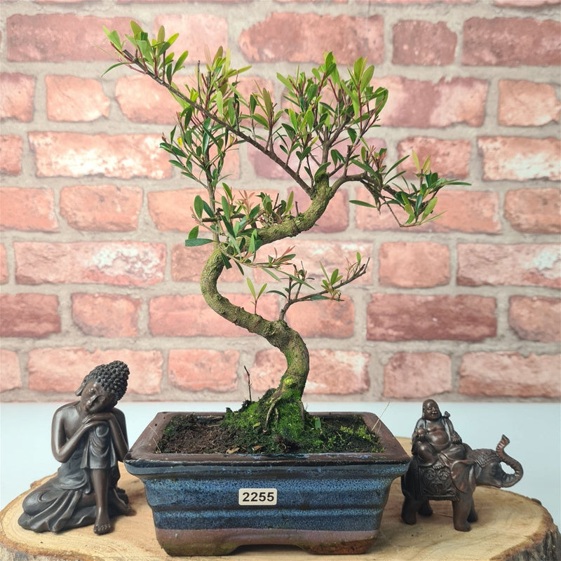Brush Cherry (Syzygium) Bonsai Tree | Shaped | In 15cm Pot - Yorkshire Bonsai