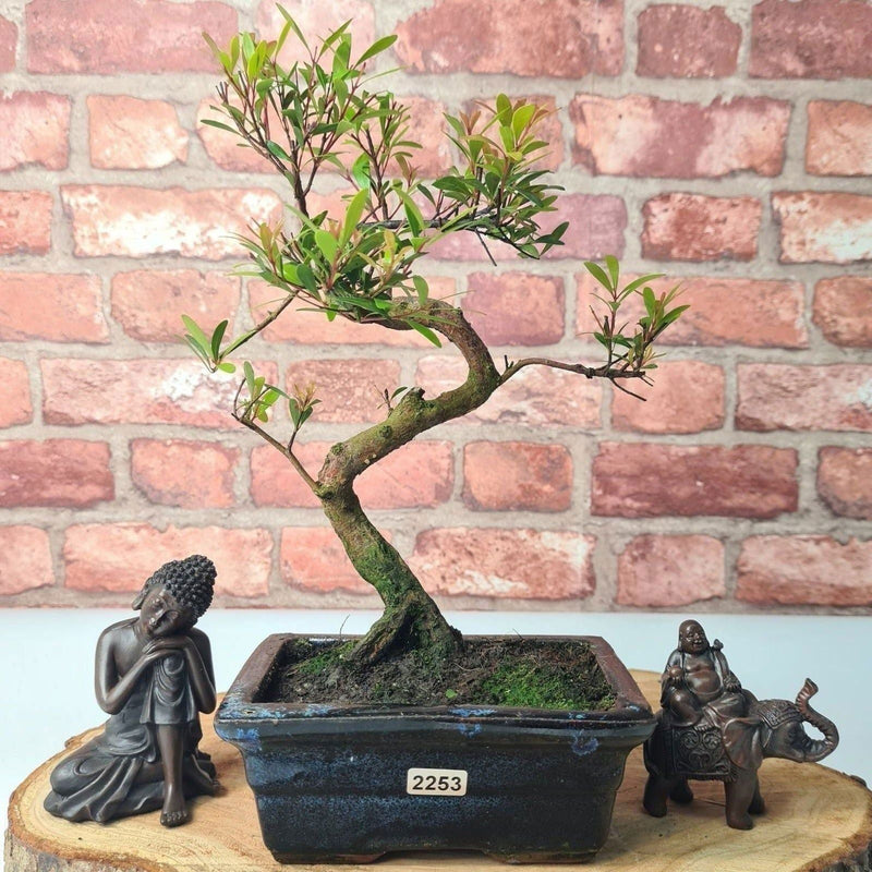 Brush Cherry (Syzygium) Bonsai Tree | Shaped | In 15cm Pot - Yorkshire Bonsai