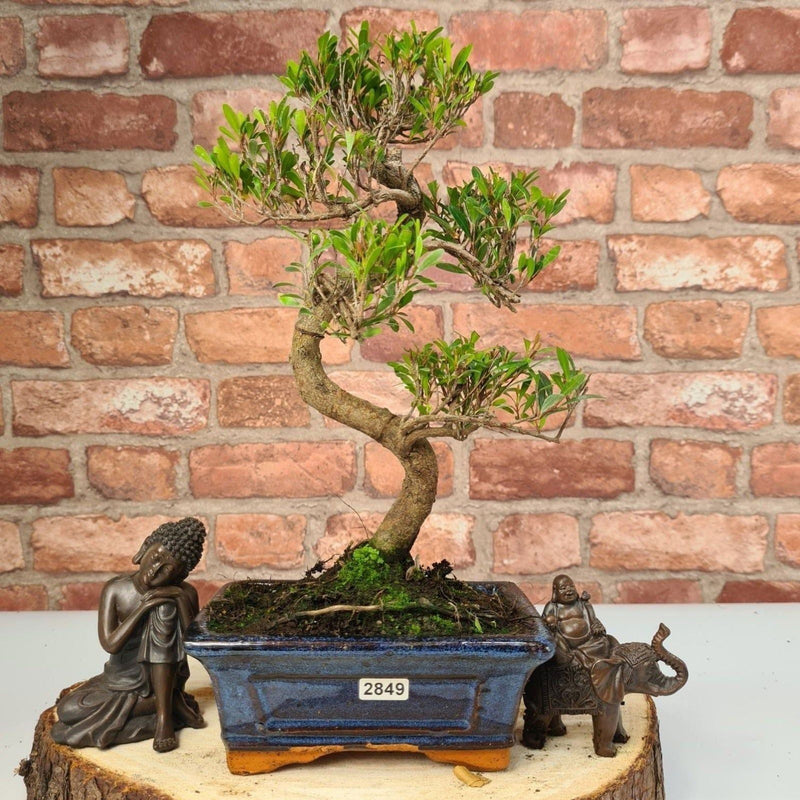 Brush Cherry (Syzygium) Bonsai Tree | Shaped | In 15cm Pot - Yorkshire Bonsai