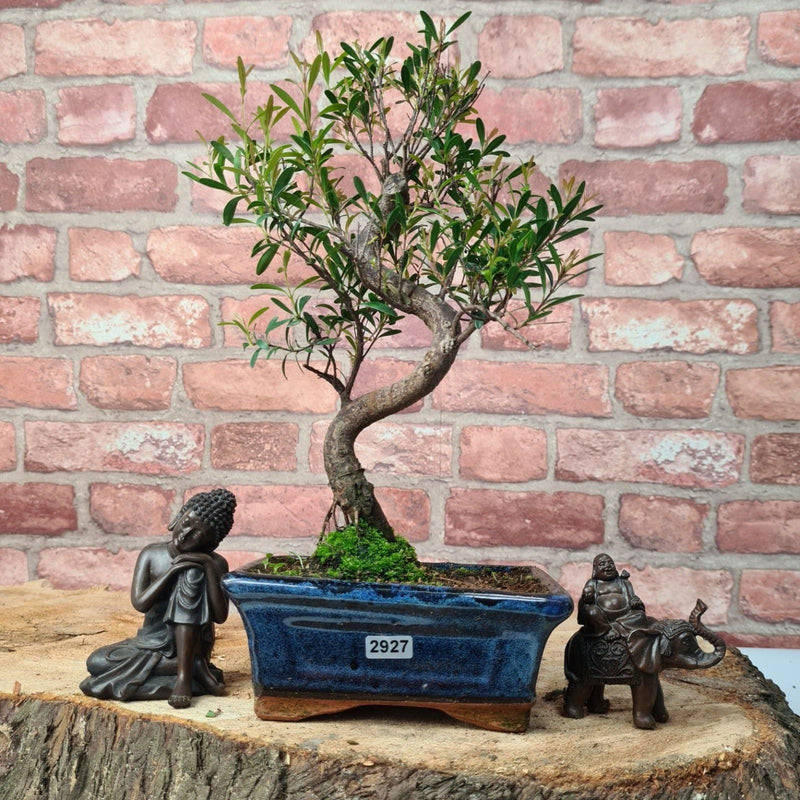 Brush Cherry (Syzygium) Bonsai Tree | Shaped | In 15cm Pot - Yorkshire Bonsai