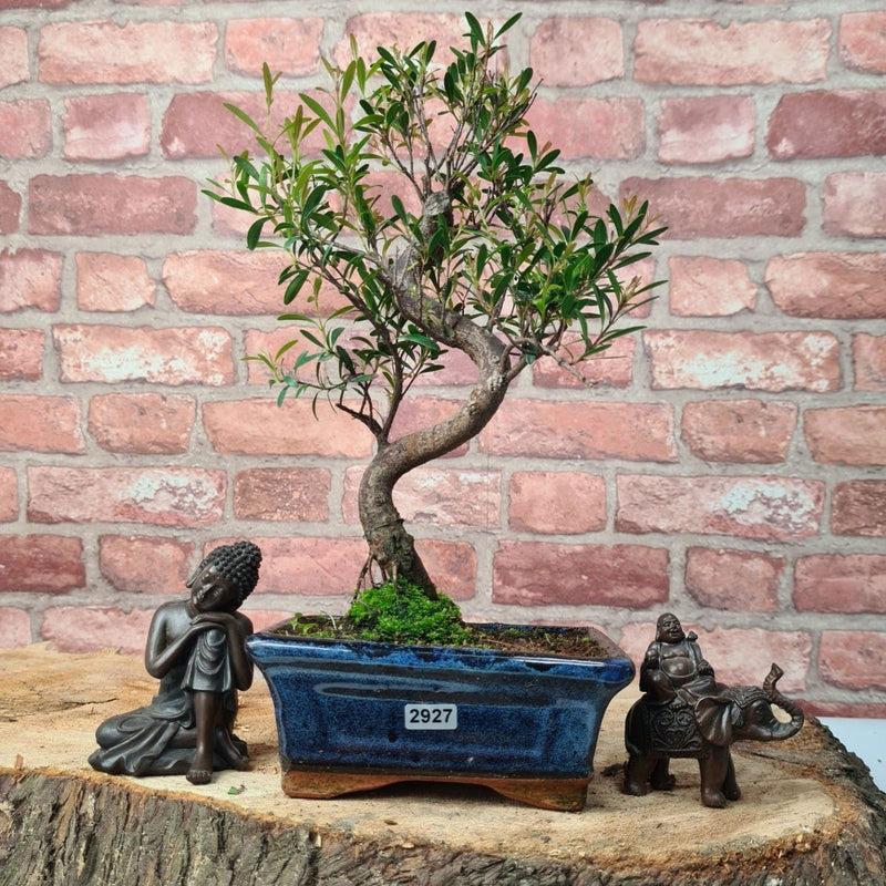 Brush Cherry (Syzygium) Bonsai Tree | Shaped | In 15cm Pot - Yorkshire Bonsai
