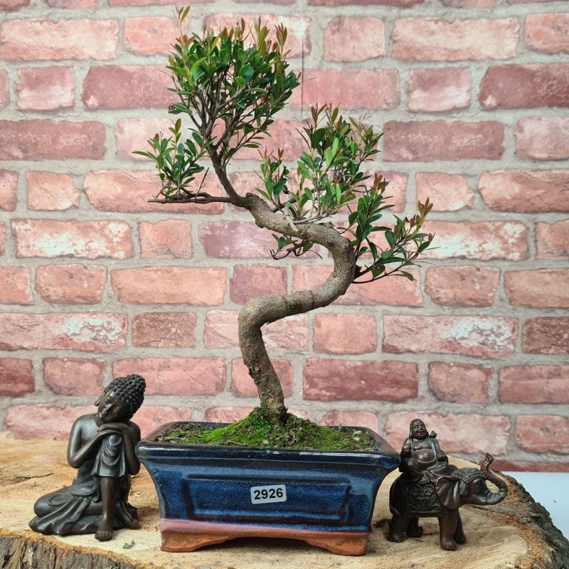 Brush Cherry (Syzygium) Bonsai Tree | Shaped | In 15cm Pot - Yorkshire Bonsai