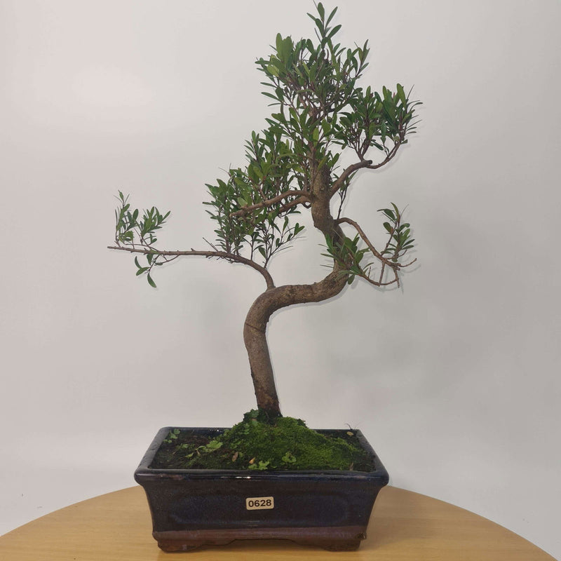 Brush Cherry (Syzygium) Bonsai Tree | Shaped | In 20cm Pot – Yorkshire ...