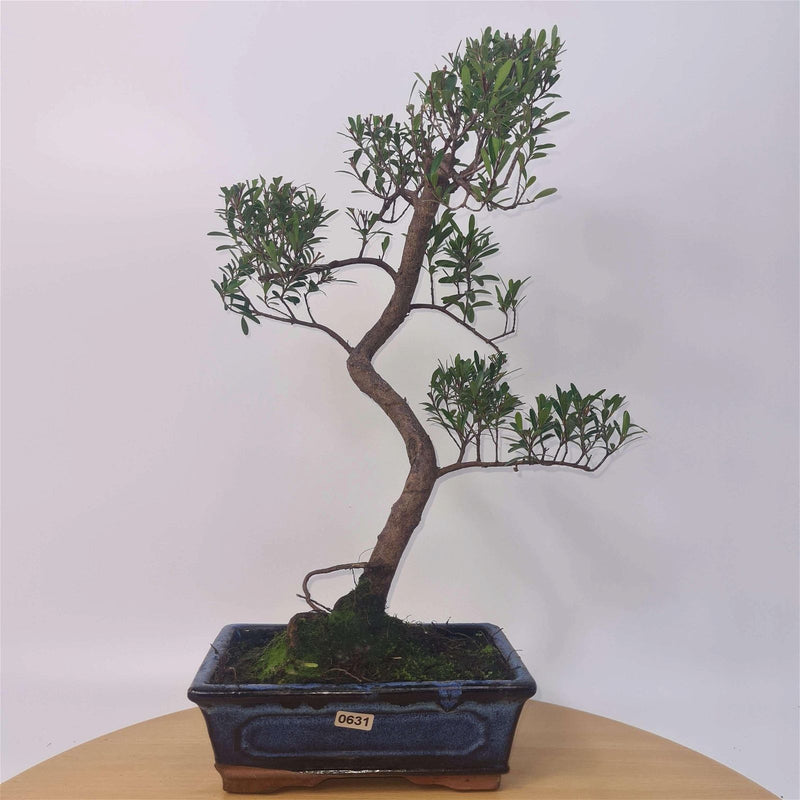 Brush Cherry (Syzygium) Bonsai Tree | Shaped | In 20cm Pot – Yorkshire ...