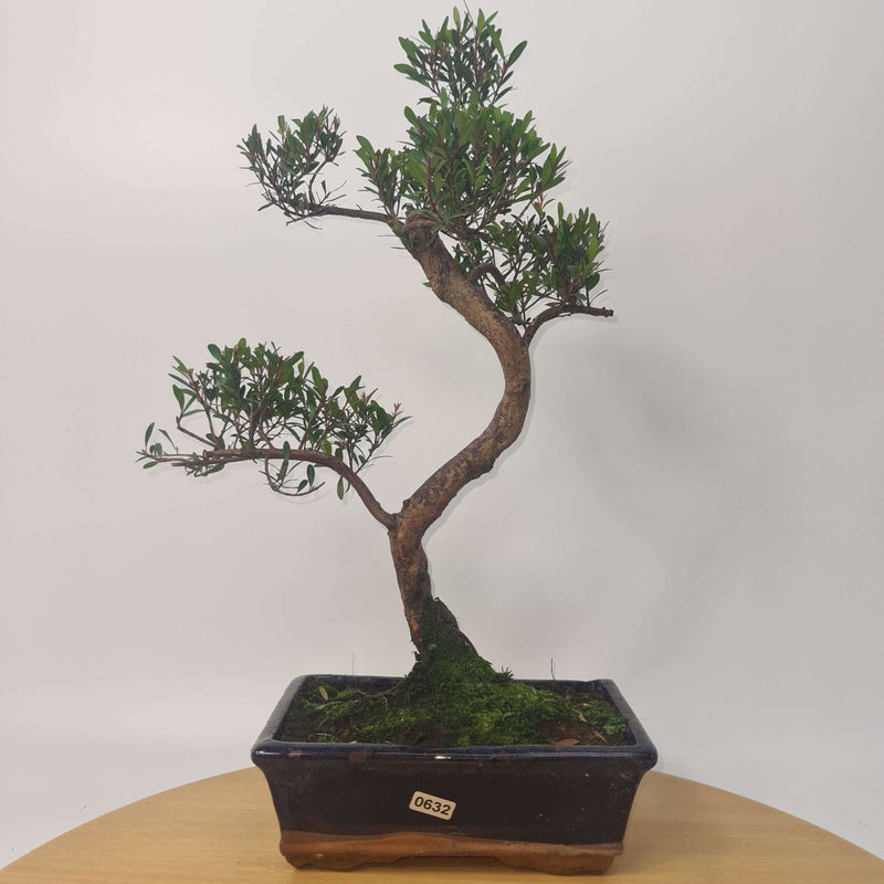 Brush Cherry (Syzygium) Bonsai Tree | Shaped | In 20cm Pot – Yorkshire ...