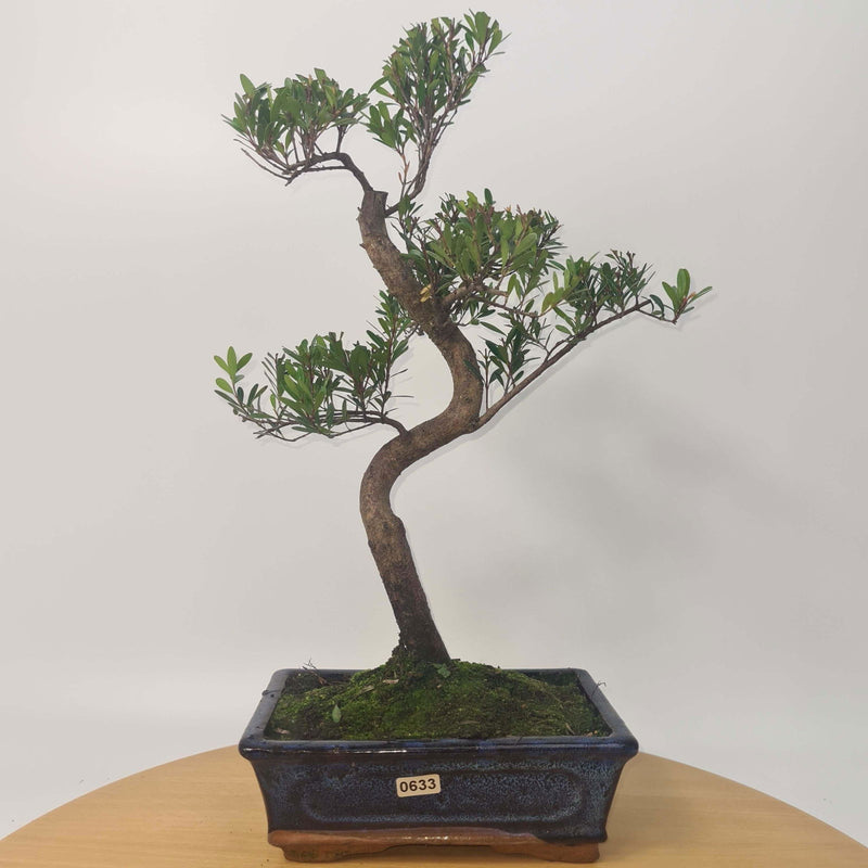 Brush Cherry (Syzygium) Bonsai Tree | Shaped | In 20cm Pot – Yorkshire ...