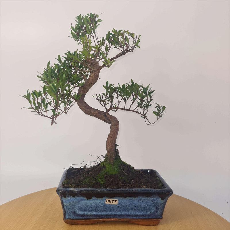 Brush Cherry (Syzygium) Bonsai Tree | Shaped | In 20cm Pot - Yorkshire Bonsai