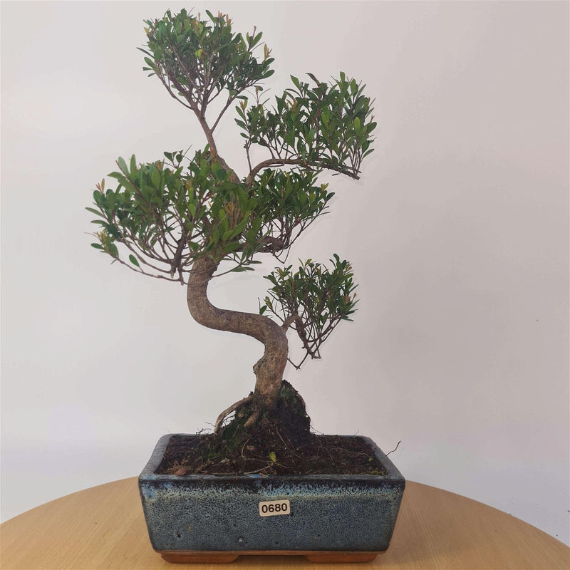 Brush Cherry (Syzygium) Bonsai Tree | Shaped | In 20cm Pot - Yorkshire Bonsai