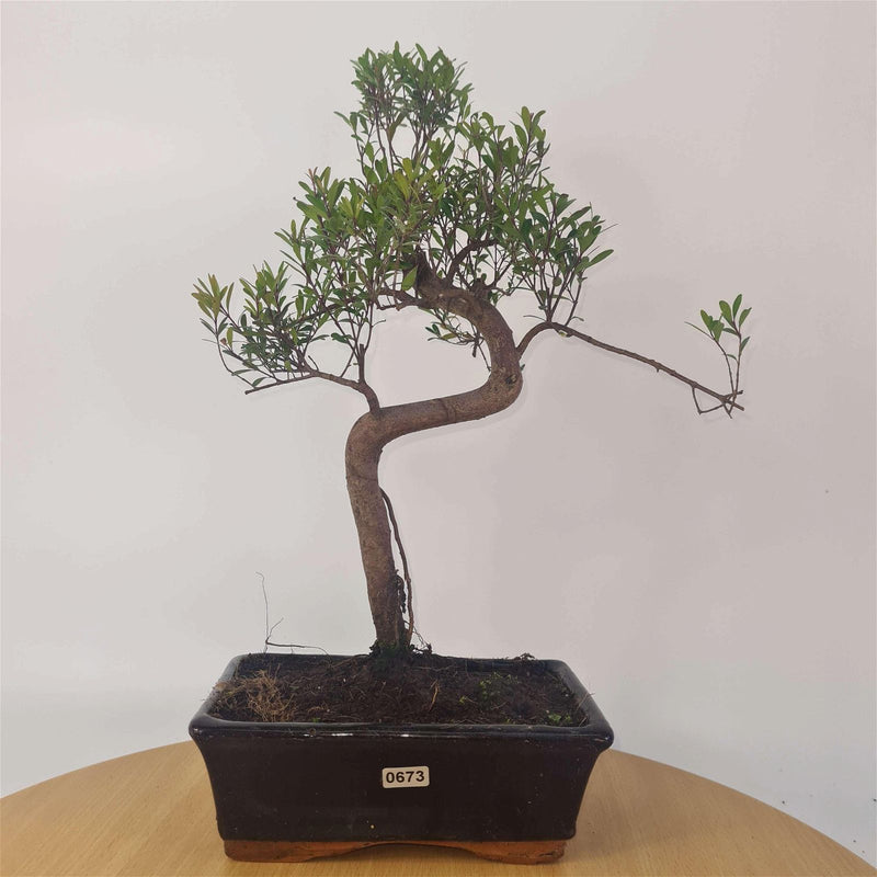 Brush Cherry (Syzygium) Bonsai Tree | Shaped | In 20cm Pot - Yorkshire Bonsai