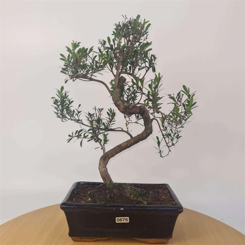 Brush Cherry (Syzygium) Bonsai Tree | Shaped | In 20cm Pot - Yorkshire Bonsai
