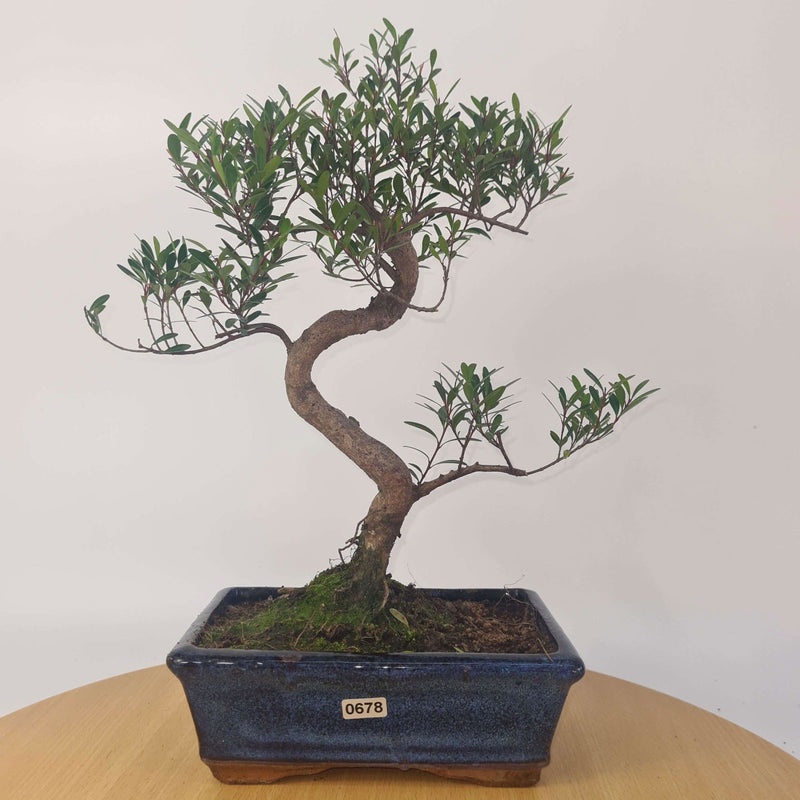 Brush Cherry (Syzygium) Bonsai Tree | Shaped | In 20cm Pot - Yorkshire Bonsai