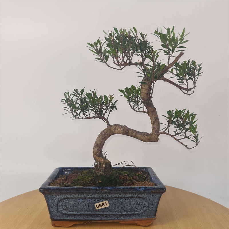 Brush Cherry (Syzygium) Bonsai Tree | Shaped | In 20cm Pot - Yorkshire Bonsai