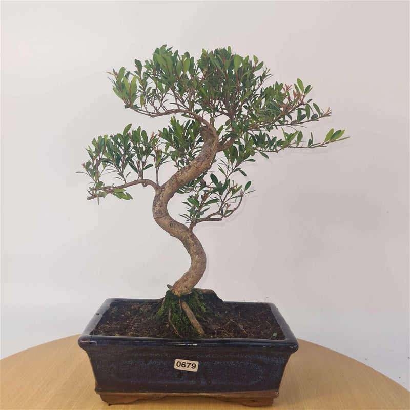 Brush Cherry (Syzygium) Bonsai Tree | Shaped | In 20cm Pot - Yorkshire Bonsai