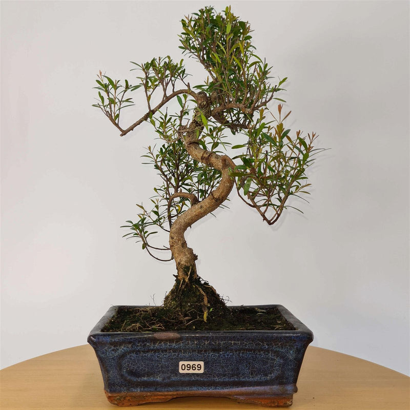 Brush Cherry (Syzygium) Bonsai Tree | Shaped | In 20cm Pot - Yorkshire Bonsai