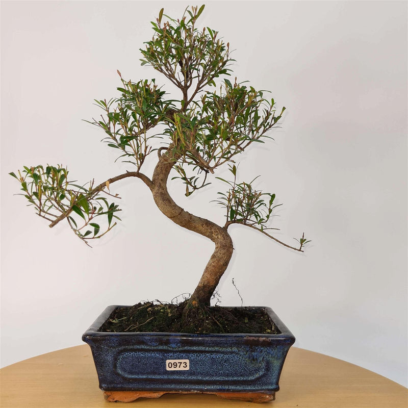 Brush Cherry (Syzygium) Bonsai Tree | Shaped | In 20cm Pot - Yorkshire Bonsai