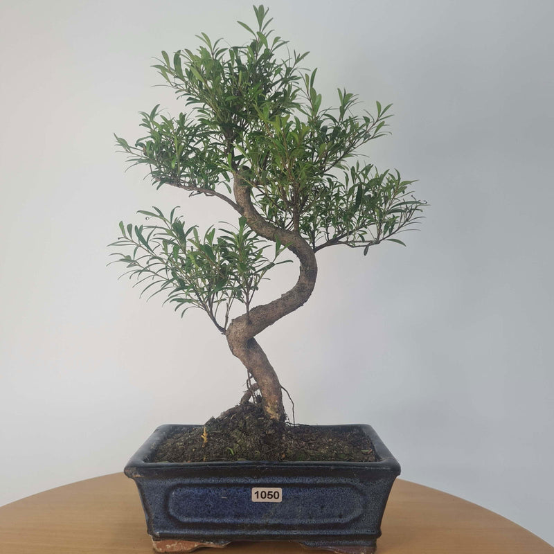 Brush Cherry (Syzygium) Bonsai Tree | Shaped | In 20cm Pot - Yorkshire Bonsai