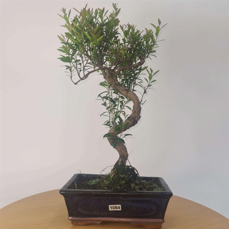 Brush Cherry (Syzygium) Bonsai Tree | Shaped | In 20cm Pot - Yorkshire Bonsai