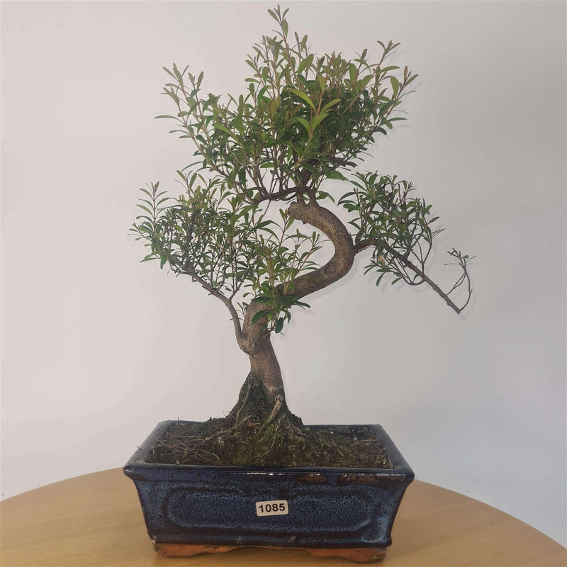 Brush Cherry (Syzygium) Bonsai Tree | Shaped | In 20cm Pot - Yorkshire Bonsai