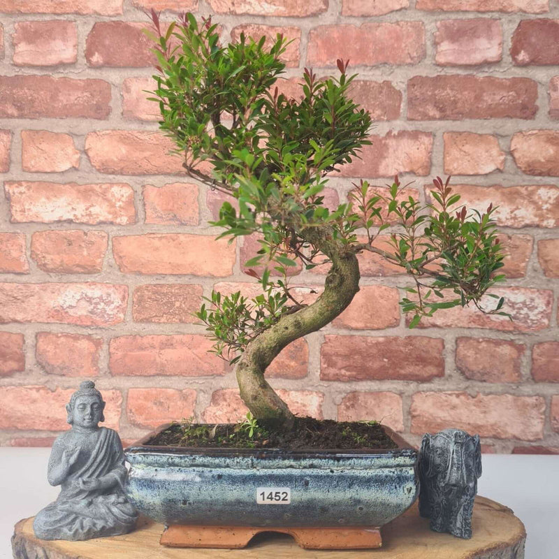 Brush Cherry (Syzygium) Bonsai Tree | Shaped | In 20cm Pot - Yorkshire Bonsai