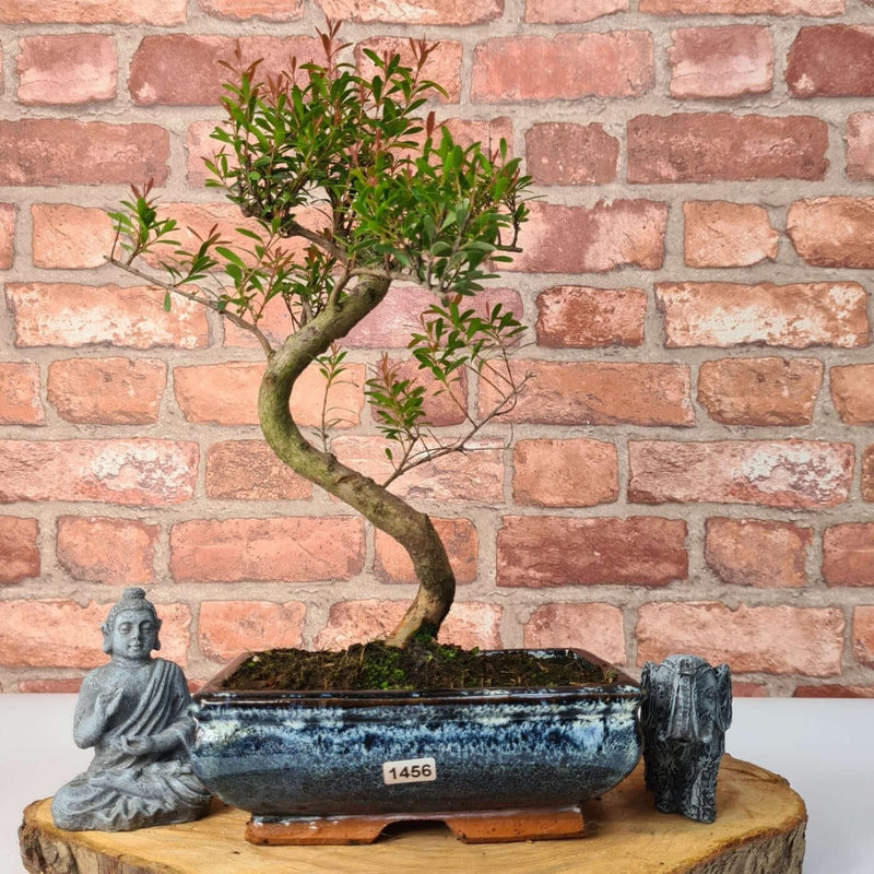 Brush Cherry (Syzygium) Bonsai Tree | Shaped | In 20cm Pot - Yorkshire Bonsai