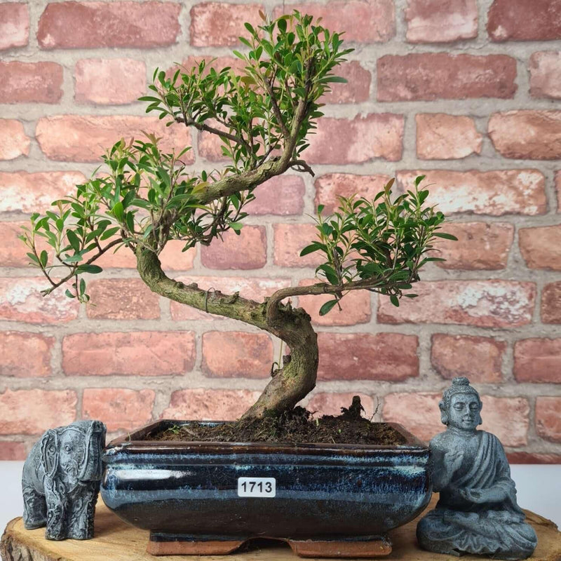 Brush Cherry (Syzygium) Bonsai Tree | Shaped | In 20cm Pot - Yorkshire Bonsai