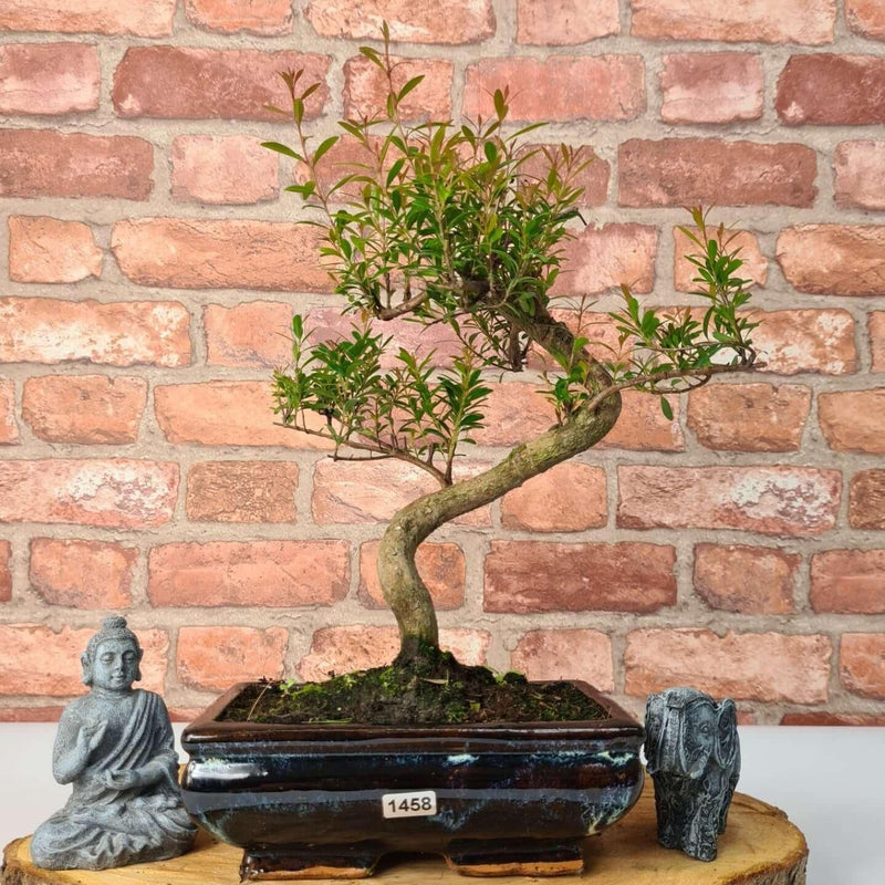 Brush Cherry (Syzygium) Bonsai Tree | Shaped | In 20cm Pot - Yorkshire Bonsai