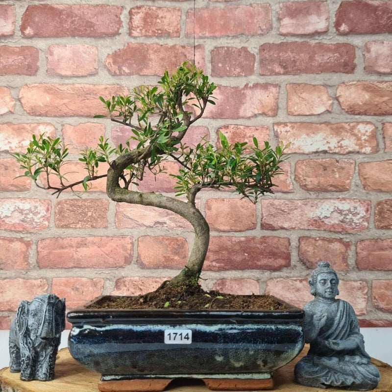Brush Cherry (Syzygium) Bonsai Tree | Shaped | In 20cm Pot - Yorkshire Bonsai