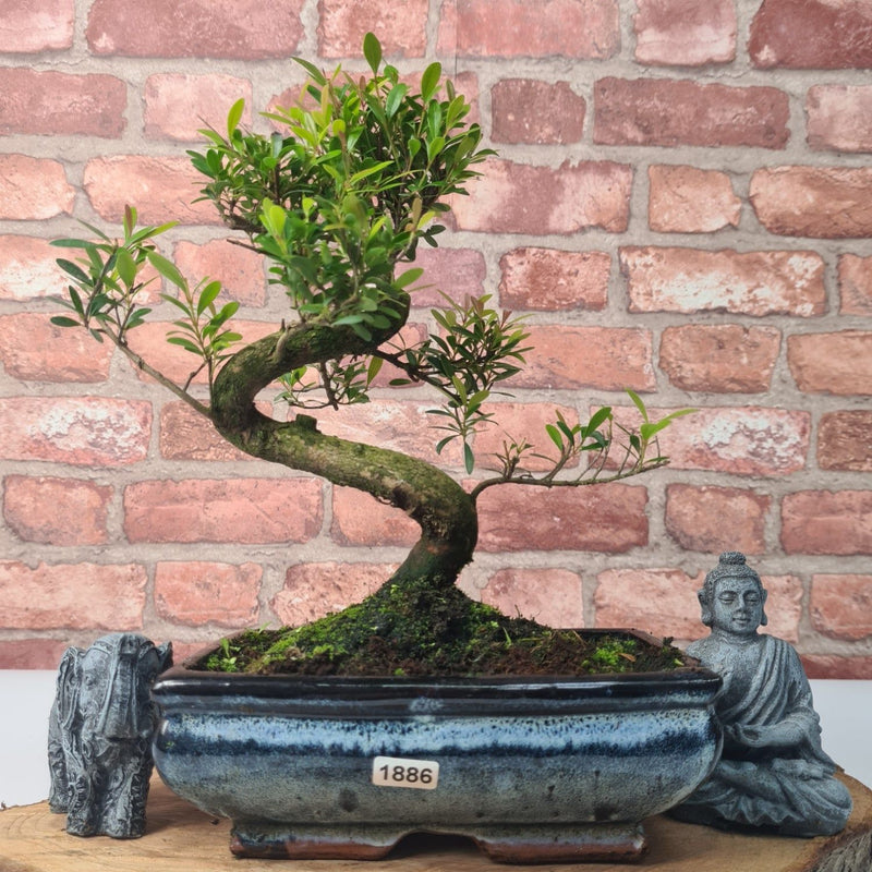 Brush Cherry (Syzygium) Bonsai Tree | Shaped | In 20cm Pot - Yorkshire Bonsai
